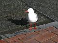 IMG_0664