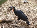 Hornbills-1