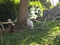 Vultures-1